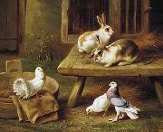 unknow artist Two Rabbits and three pigeons 069 oil painting on canvas